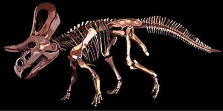Zuniceratops Zuniceratops