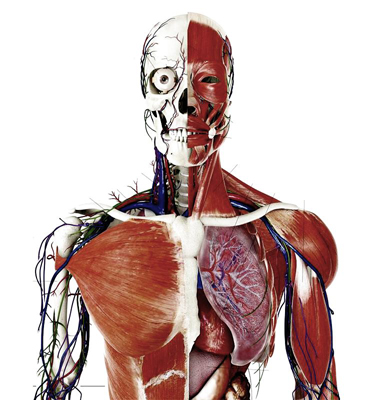 Corpo Humano