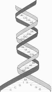 Engenharia Genética Engenharia Genética