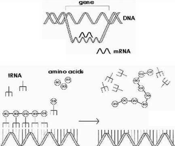 Engenharia Genética Engenharia Genética