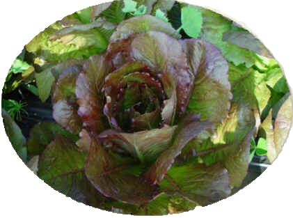 Alface romana: Cimarron Alface romana: Cimarron