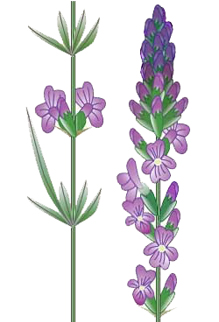 Alfazema