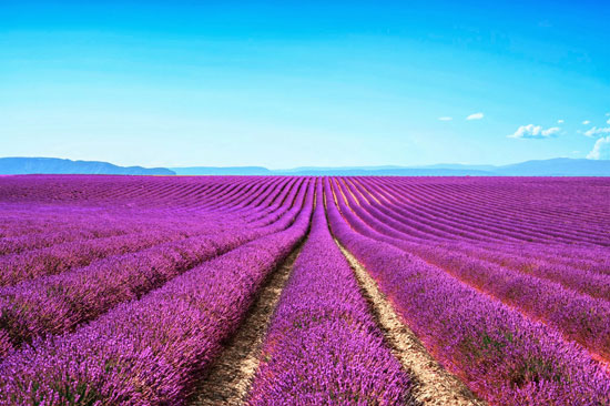 Campo de Alfazema