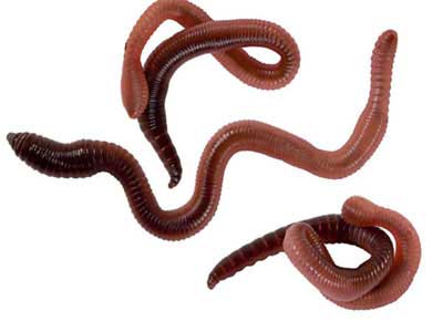 Anelídeos