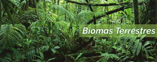 Biomas Terrestres