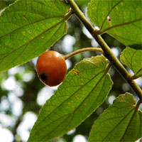 Calabura