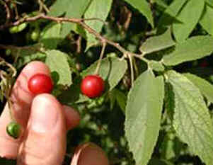 Calabura Calabura