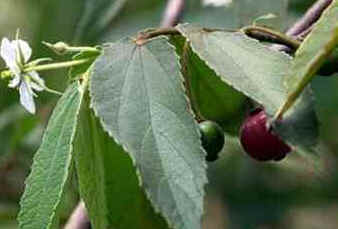 Calabura Calabura