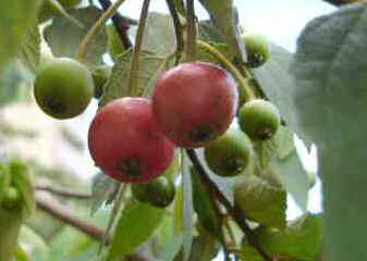 Calabura Calabura