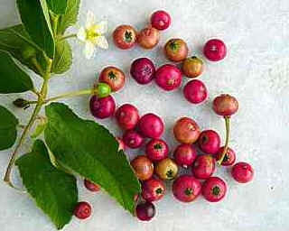 Calabura Calabura