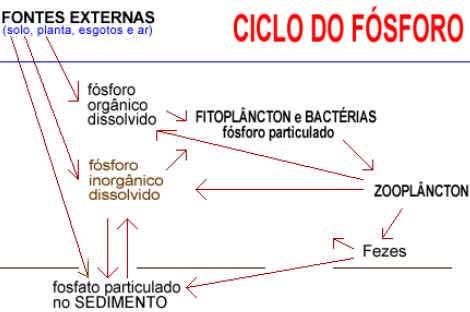 Ciclo do Fósforo
