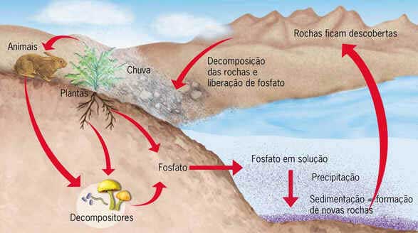 Ciclo do Fósforo