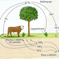 Ciclo do Nitrogênio