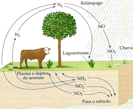 Ciclo do Nitrogênio