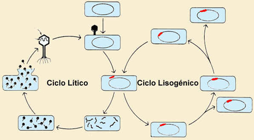 Ciclo Lisogênico