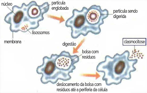 Digestão Celular Digestão Celular