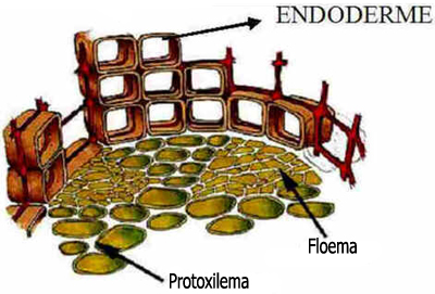 Endoderme Endoderme
