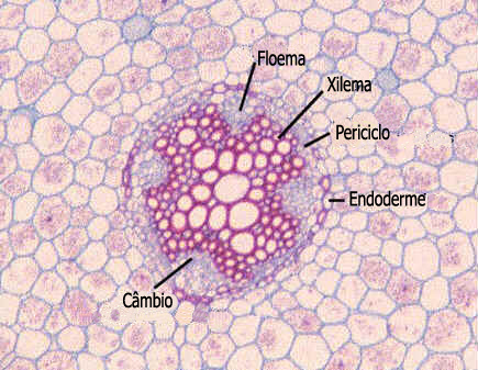 Detalhe do cilindro vascular de Ranunculus. As setas indicam as células de passagem. Detalhe do cilindro vascular de Ranunculus. As setas indicam as células de passagem.