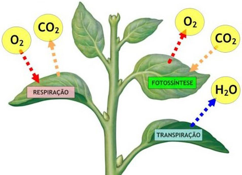 Fisiologia Vegetal