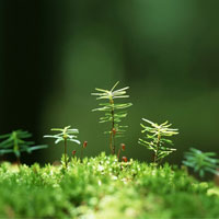 Fisiologia Vegetal