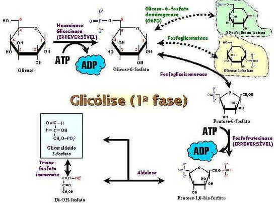Glicólise Glicólise