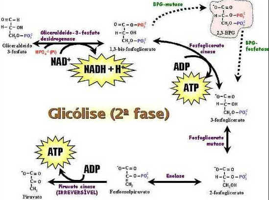 Glicólise