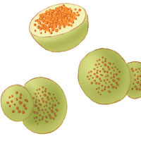 Lisossomos