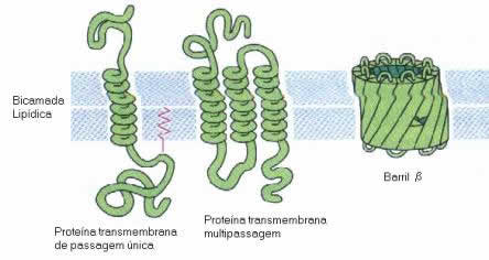 Proteínas transmembrana Proteínas transmembrana
