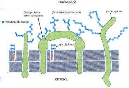 Glicocálice Glicocálice