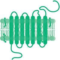 Membrana Celular