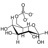 Neoglicogênese