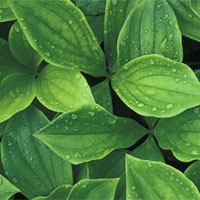 Tecidos Vegetais