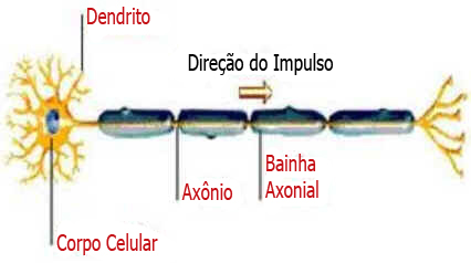 Tecido Nervoso Tecido Nervoso