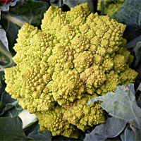 Vitamina K