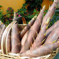 Broto de Bambu