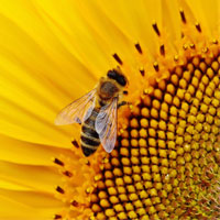 Anafilaxia