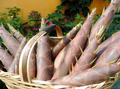 Broto de Bambu Broto de Bambu