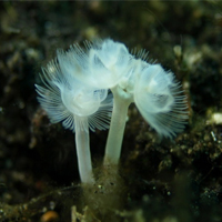 Phoronida