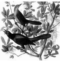 A Laranjeira - Júlia Lopes de Almeida