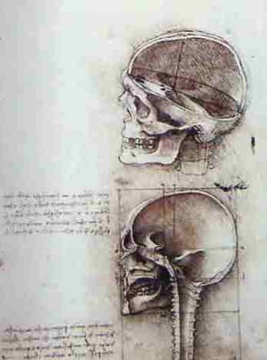 Desenhos Anatômicos - Leonardo da Vinci Desenhos Anatômicos - Leonardo da Vinci