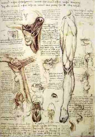 Desenhos Anatômicos - Leonardo da Vinci Desenhos Anatômicos - Leonardo da Vinci