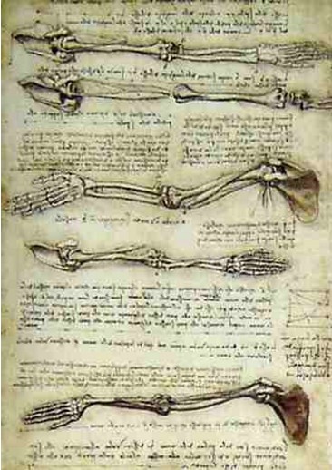 Desenhos Anatômicos - Leonardo da Vinci Desenhos Anatômicos - Leonardo da Vinci
