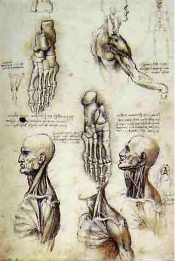 Desenhos Anatômicos - Leonardo da Vinci Desenhos Anatômicos - Leonardo da Vinci