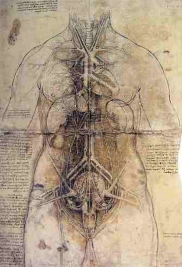 Desenhos Anatômicos - Leonardo da Vinci