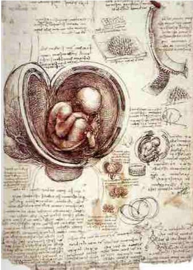 Desenhos Anatômicos - Leonardo da Vinci Desenhos Anatômicos - Leonardo da Vinci
