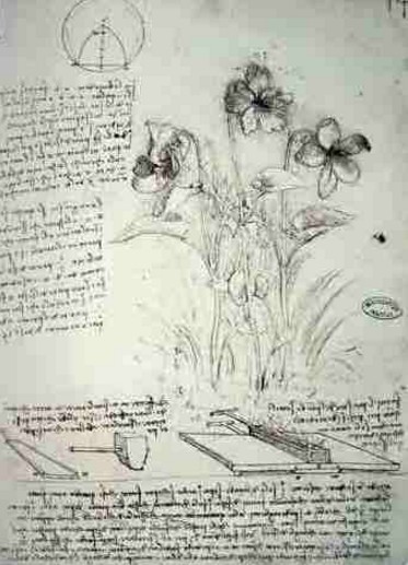Estudo de Plantas - Leonardo da Vinci