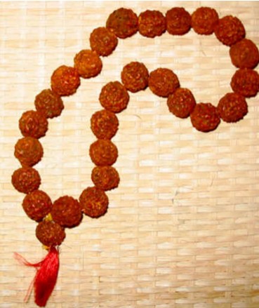 Rudraksha Rudraksha