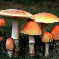Micologia
