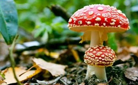 Micologia