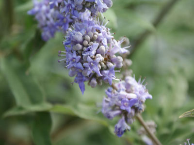 Agnus Castus